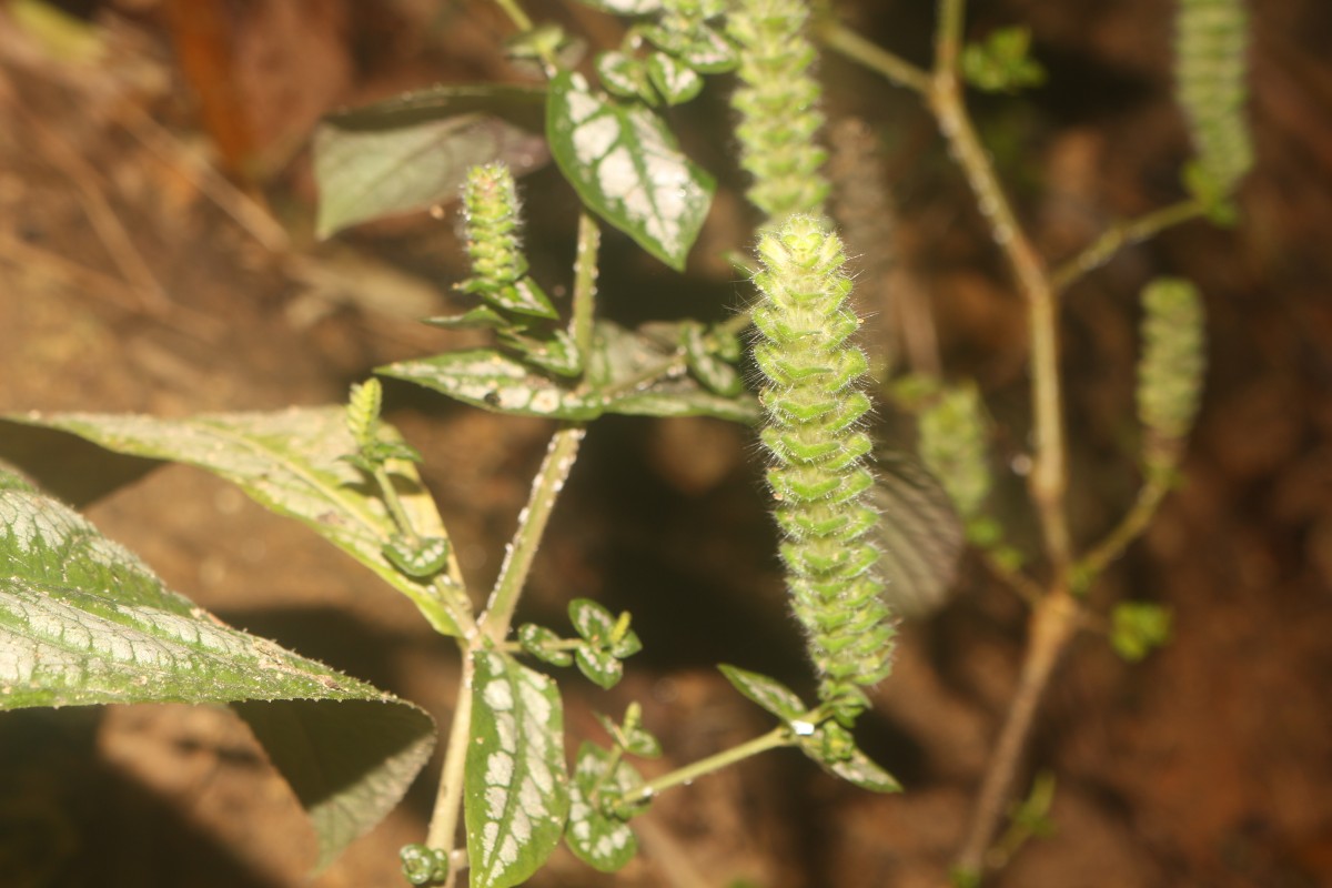 Strobilanthes auriculata var. dyeriana (Mast.) J.R.I.Wood